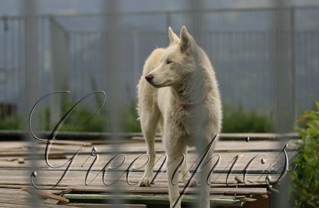 Album - chiens-de-traineaux