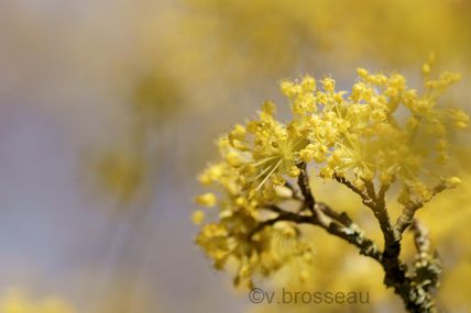 Cornus officinalis (cornouiller officinal)