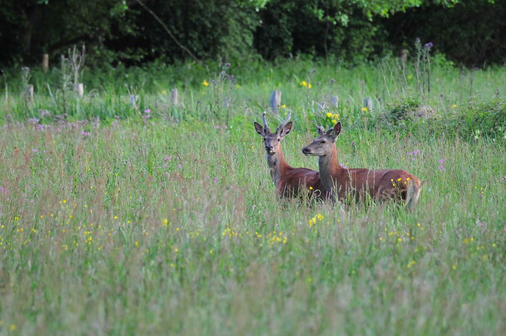 Cerf élaphe (Cervus elaphus).