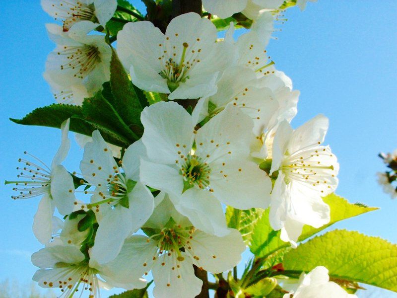 Regard sur le petit monde des arbres et plantes qui donnent des fruits. Les petits malins trouveront ici la réponse à certaines questions posées dans des articles.