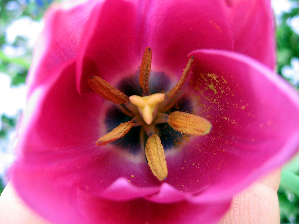 Fleurs de printemps de mon jardin ou des jardins de mes amies...