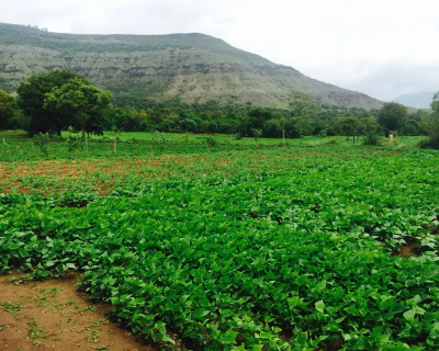 Mahabaleshwar 