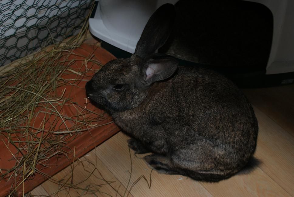 Des photos de Toupie mais aussi de mes deux lapins décédés : Chocolate et Mouchoir.