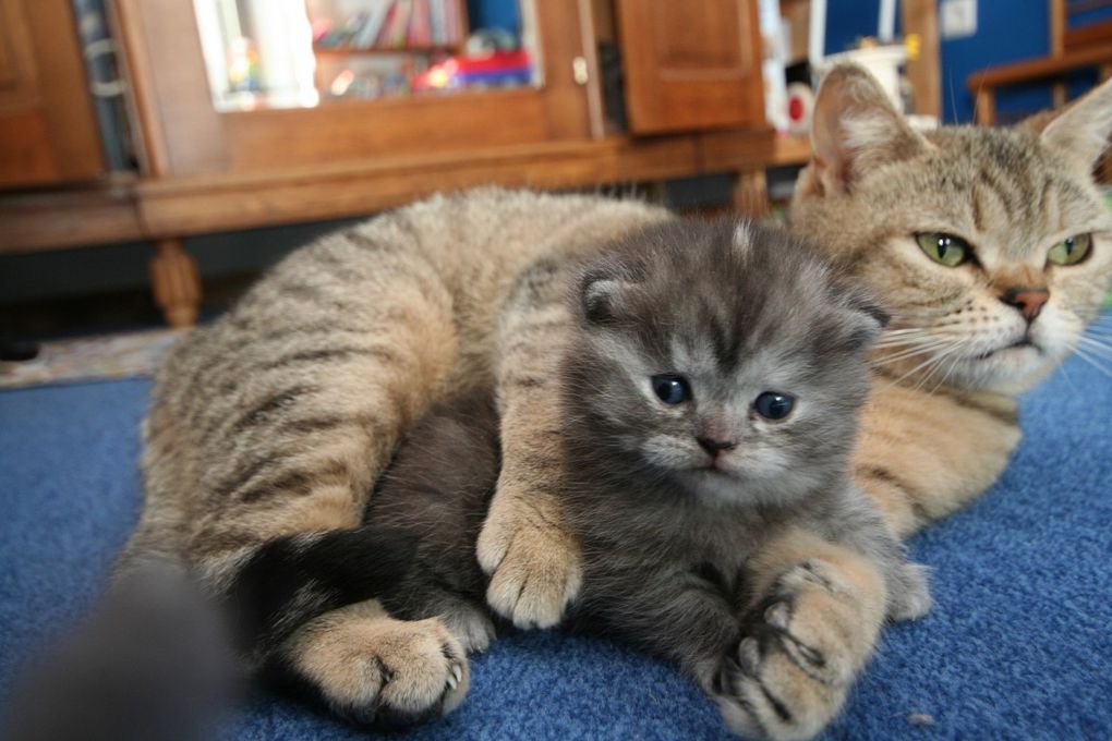 Portée de deux chatons.
(Chaussette + Dwayne)