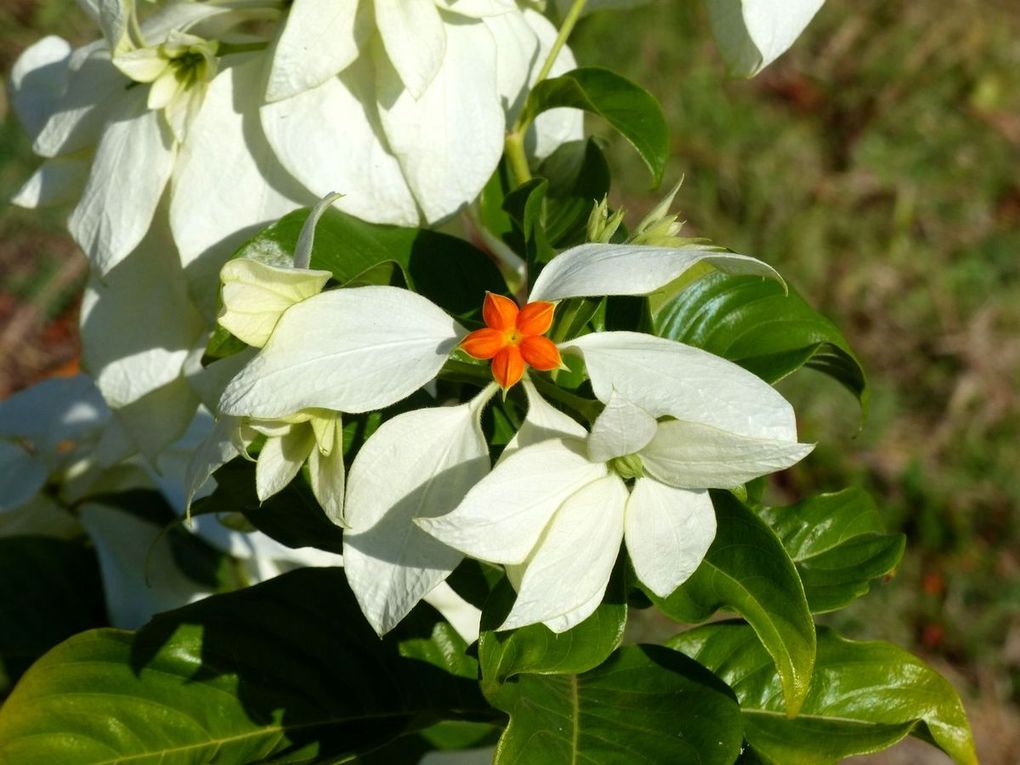 Fleurs du jour (19-12)
