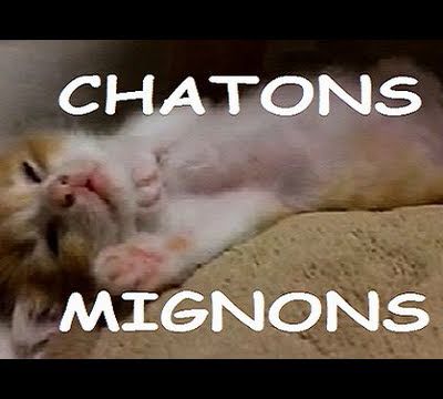 Les chatons les plus mignon du monde !!!