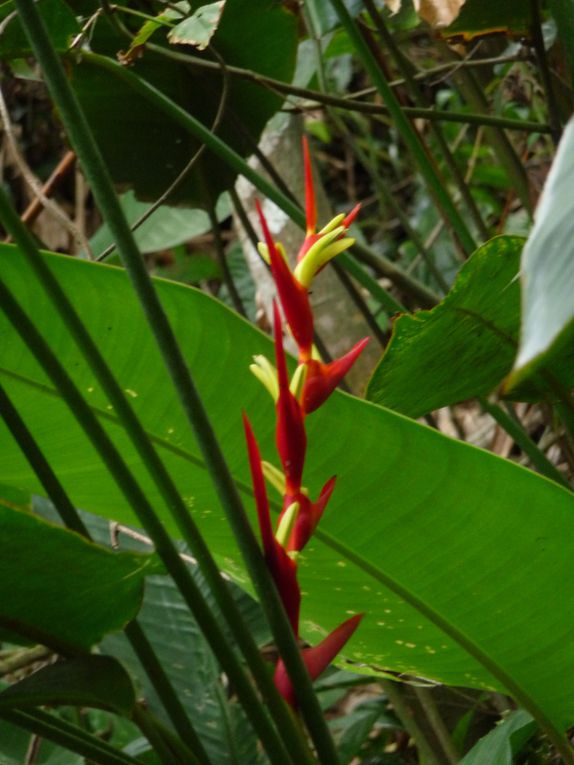 Album - 45.De Puerto Iguazu à Rio (Bresil-janv.)