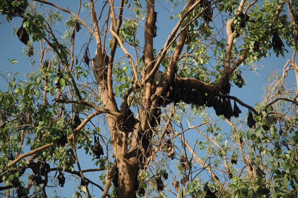 D'Alice Springs à Darwin