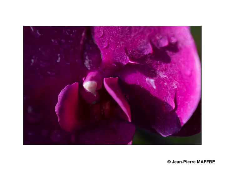 En s'approchant du cœur des orchidées on peut admirer les mystères de leur beauté fascinante.