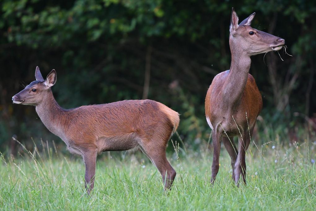 Cerf élaphe (Cervus elaphus).