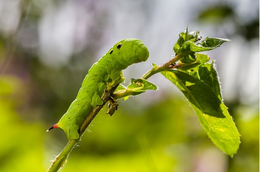 Comment une chenille utilise du tabac pour se protéger?