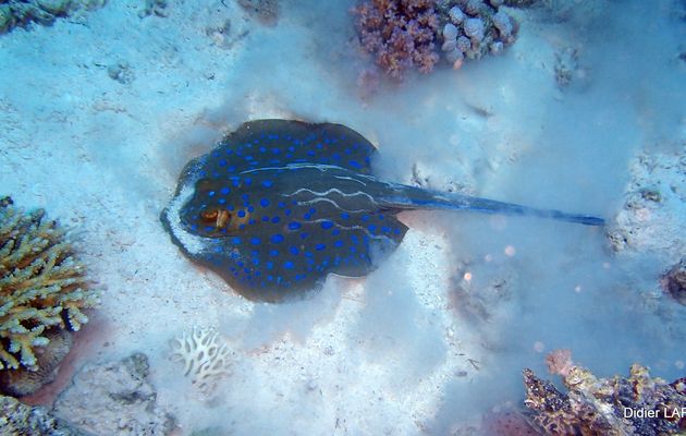 EGYPTE : Mer rouge "El Gouna