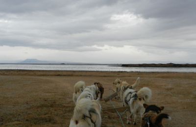 Islande - J6 - Une après-midi de chiens
