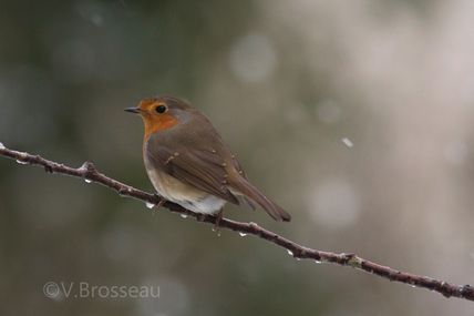 Le rouge-gorge sous la neige ...