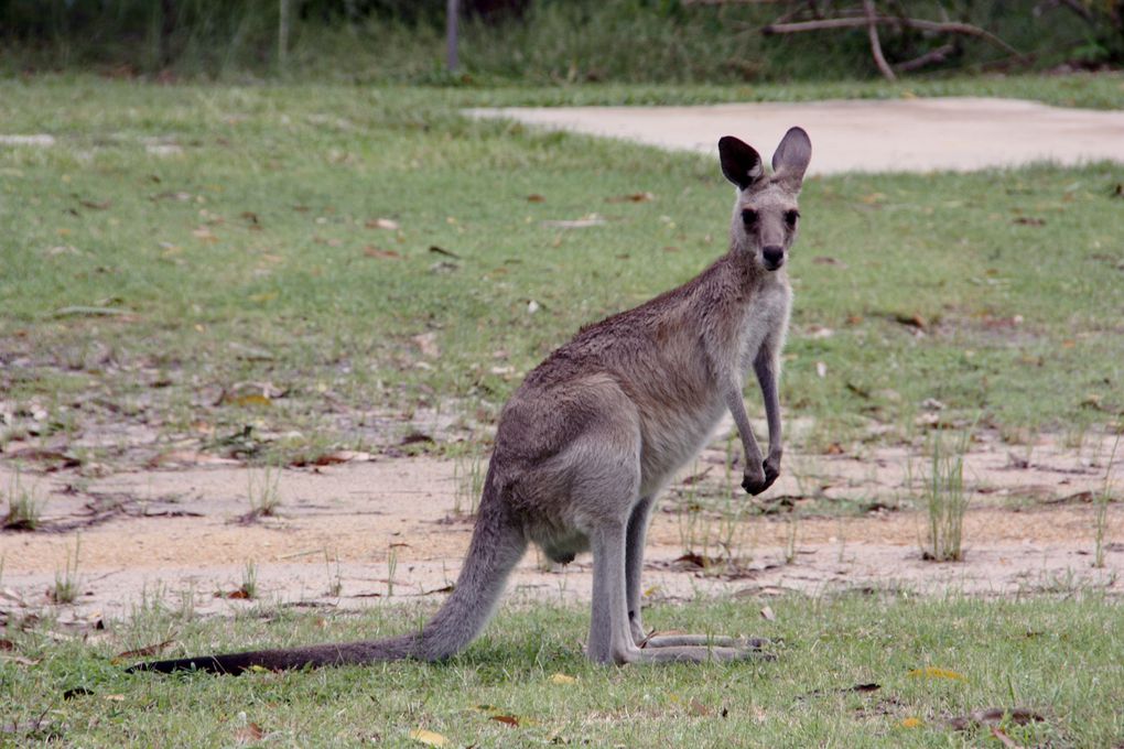 Les animaux que nous avons eu la chance de rencontrer en Australie en  2010