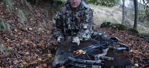 chasse au sanglier