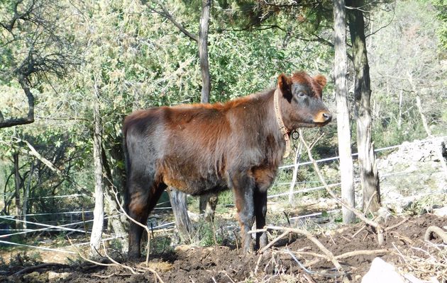 Sortie sympa : journée ferme ouverte à la chèvrerie du bois d'Amont à St Cézaire sur Siagne