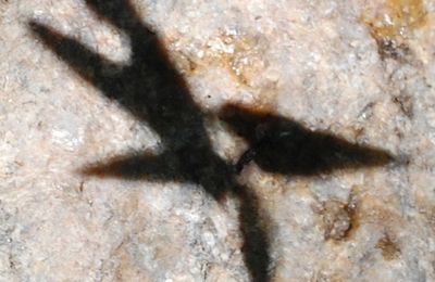 L'ombre d'une éolienne ou pas ? La réponse
