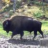 Canada tjs....Parc Oméga....Le Bison