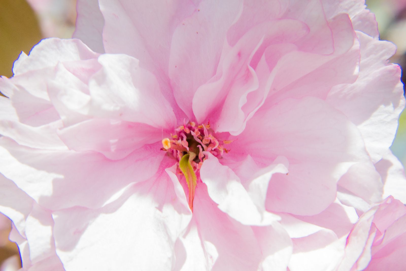 photo d'une fleur de cerisier en macro avec un filtre x10
