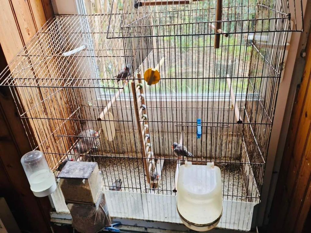 Sauvetage d'oiseaux à Oléron 
