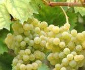 #White Moscato Producers Australia Vineyards 