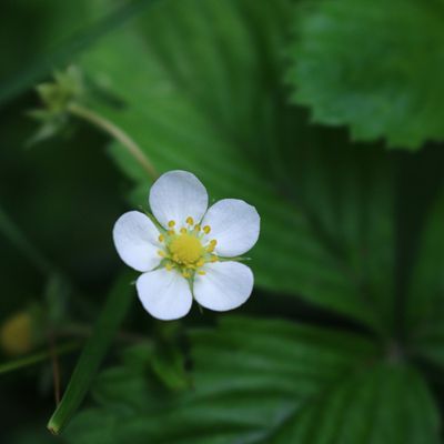 Fraisier des bois