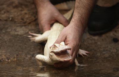 Un couple d'alligators albinos arrive à la Ferme aux crocodiles de Pierrelatte