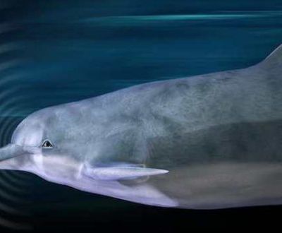 Comprendre les dauphins pour trouver des signaux extraterrestres