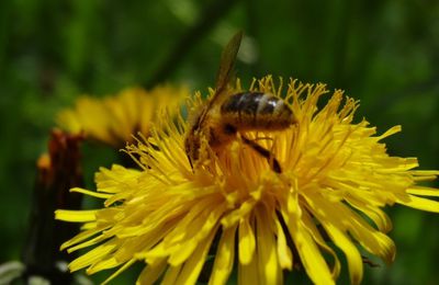 Les élixirs floraux en aide aux abeilles