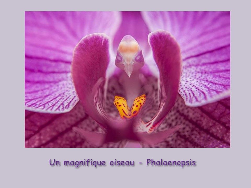 Divers - Fleurs exceptionnelles