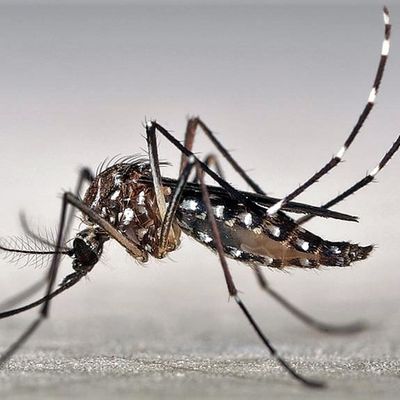 Augmentation des cas de Dengue au Cambodge