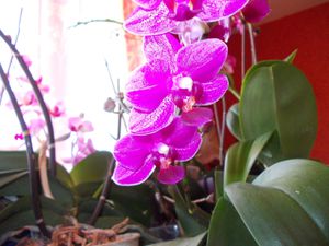 Mes orchidées en ce moment, je sais,  je vais faire rager certaines ! (sourire)