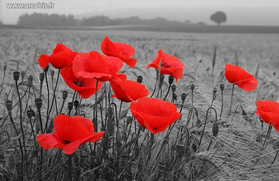 Comme un p'tit coquelicot...