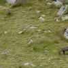 femelle Bouquetin et son petit , massif du Mont Blanc