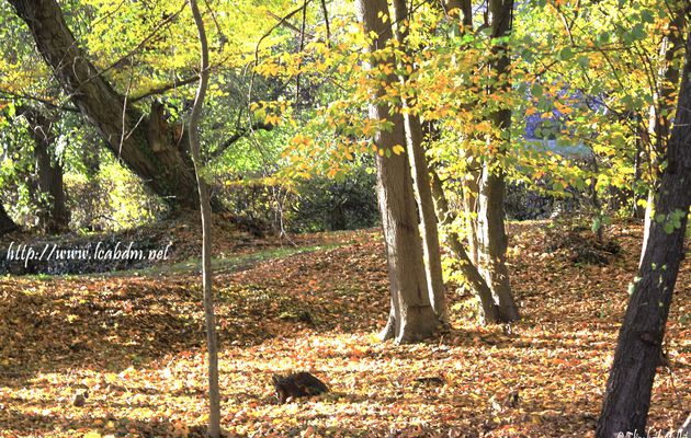 Départ de l’automne