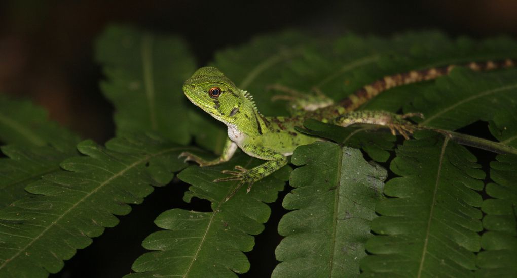 Album - Amazonie Napo Wildlife Center