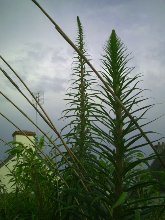 Album - de plein pied avant floraison d'echium pininana