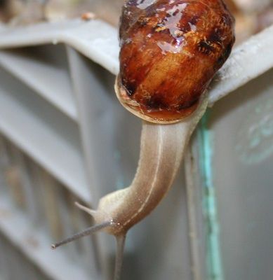 Haut les mains, peau d'lapin...