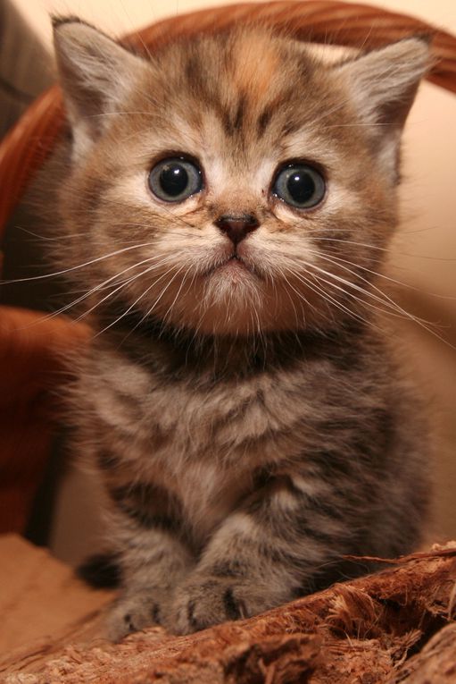 Photos de nos chatons de 2012.
Première portée : Falbala (Brtitish Shorthair)+ Dwayne (Highland Fold)