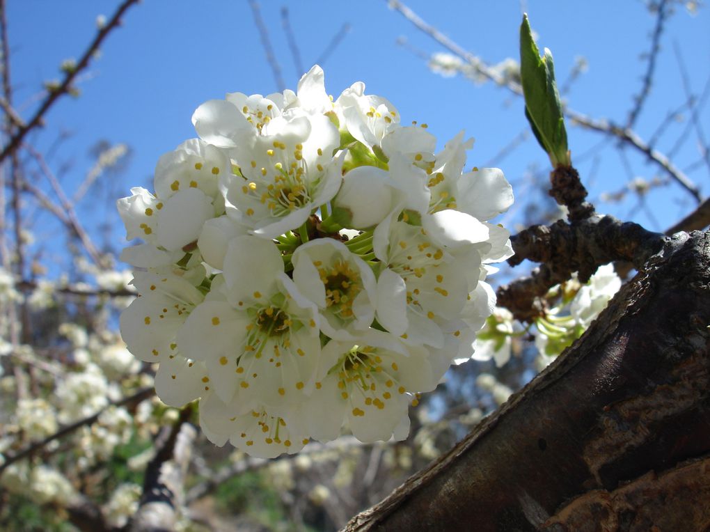 Album - le printemps