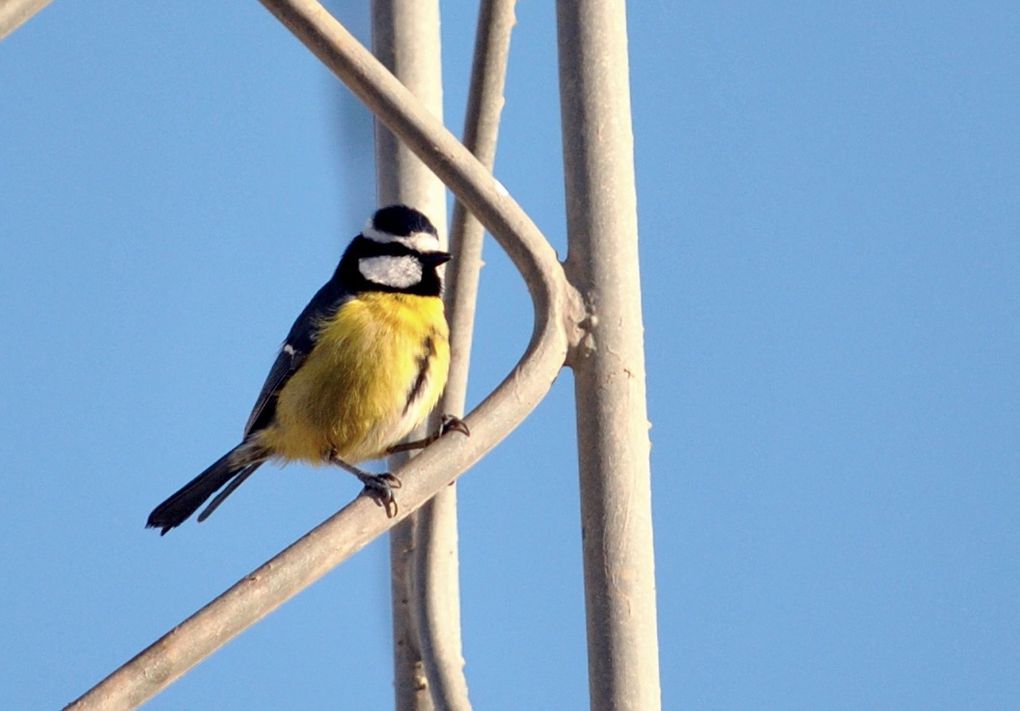 Photos des oiseaux de tunisie