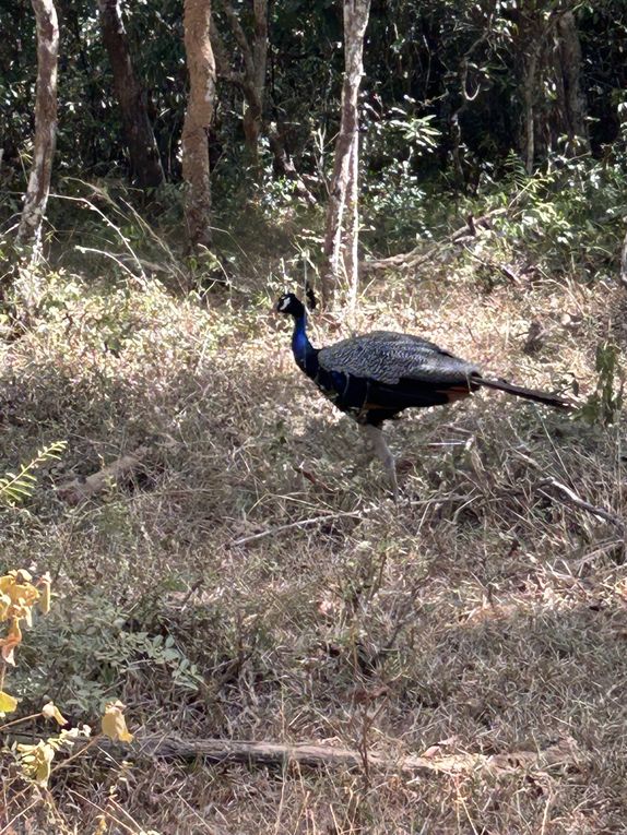 Safari dans le Wilpattu