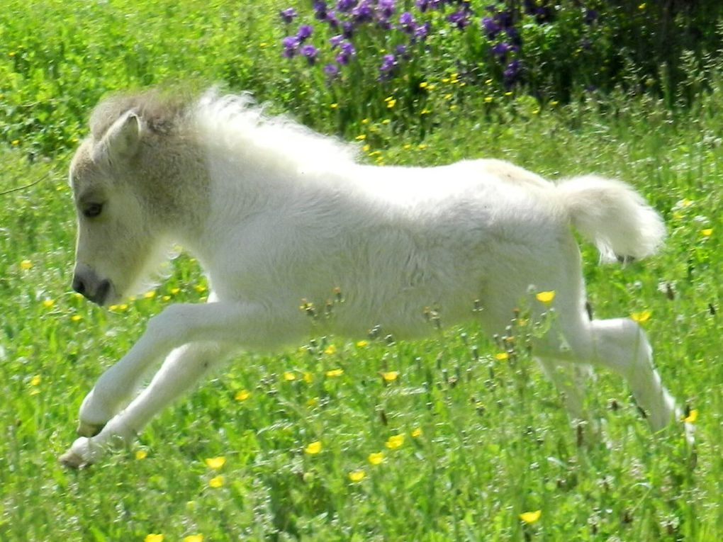 Mâle pie palomino aux yeux bleus!

Par Sabine van de Hooft (95cm) et Larkrise Majesty (98cm)