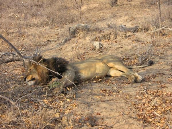 Album - Safari (Afrique du Sud)