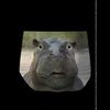 l'hippopotame de Louise Danflous
