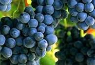 #White Sparkling Wine Producers North Coast California Vineyards 