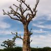 Accro aux baobabs