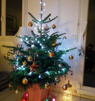 Pour Noël, adoptez votre sapin... et il vivra l’an prochain