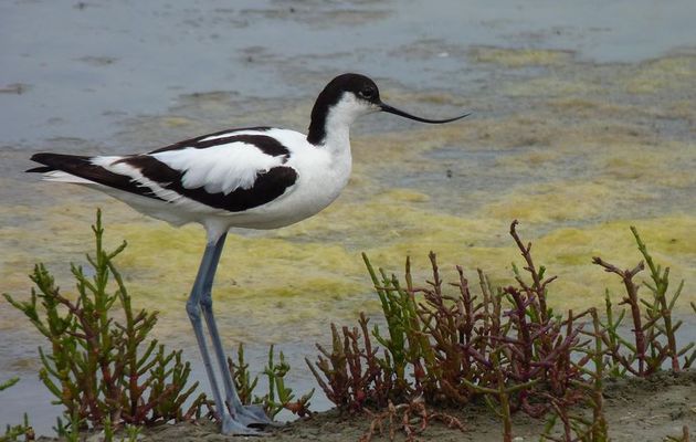 Batz sur Mer - Visite "Becs et plumes du marais salant" - Dimanche 28 avril 2024 